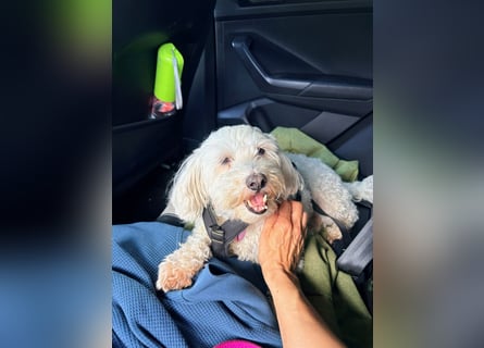 Lilou - sensible kleine Hundedame sucht ihren Herzensmenschen
