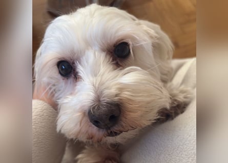 Lilou - sensible kleine Hundedame sucht ihren Herzensmenschen