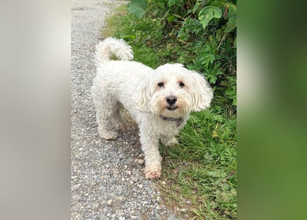 Lilou - sensible kleine Hundedame sucht ihren Herzensmenschen