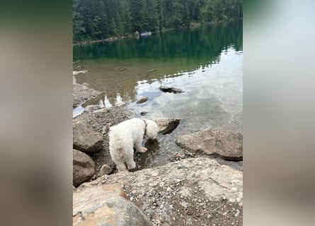 Lilou - sensible kleine Hundedame sucht ihren Herzensmenschen