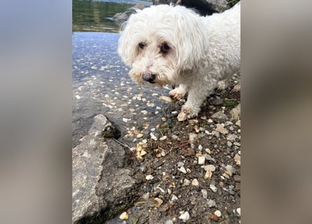 Lilou - sensible kleine Hundedame sucht ihren Herzensmenschen