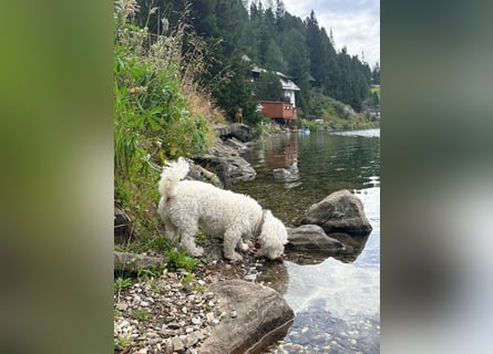 Lilou - sensible kleine Hundedame sucht ihren Herzensmenschen