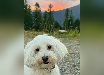Lilou - sensible kleine Hundedame sucht ihren Herzensmenschen