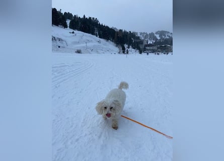 Lilou - sensible kleine Hundedame sucht ihren Herzensmenschen
