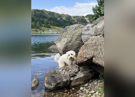 Lilou - sensible kleine Hundedame sucht ihren Herzensmenschen