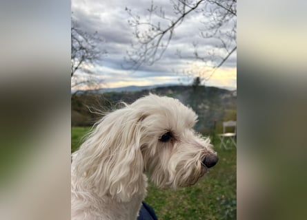 Lilou - sensible kleine Hundedame sucht ihren Herzensmenschen
