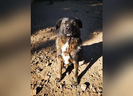 Wächter "Dar" - wartet seit 5 Jahren, erfolglos auf seine Menschen