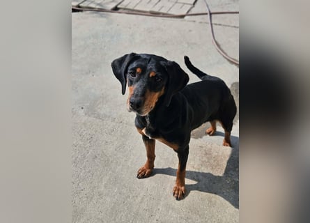 Calypso - lebensfrohe Kämpferin sucht ihr Zuhause!