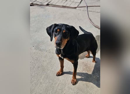 Calypso - lebensfrohe Kämpferin sucht ihr Zuhause!