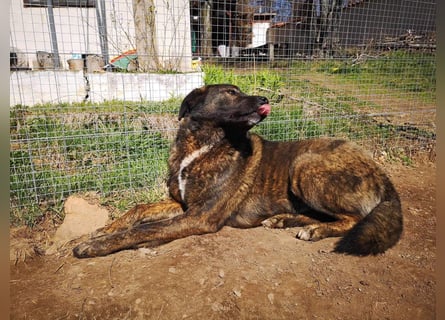 Wächter "Dar" - wartet seit 5 Jahren, erfolglos auf seine Menschen