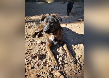 Wächter "Dar" - wartet seit 5 Jahren, erfolglos auf seine Menschen