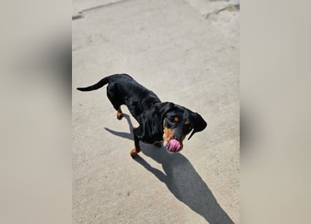 Calypso - lebensfrohe Kämpferin sucht ihr Zuhause!