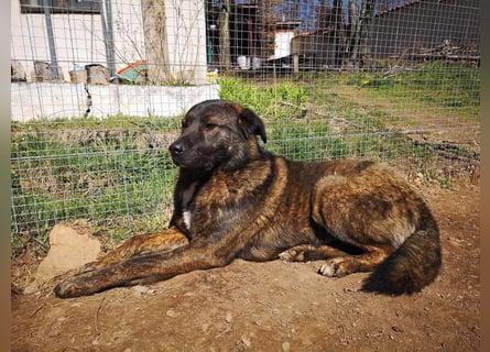 Wächter "Dar" - wartet seit 5 Jahren, erfolglos auf seine Menschen