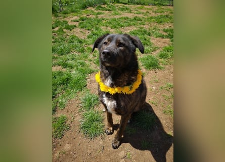 Wächter "Dar" - wartet seit 5 Jahren, erfolglos auf seine Menschen