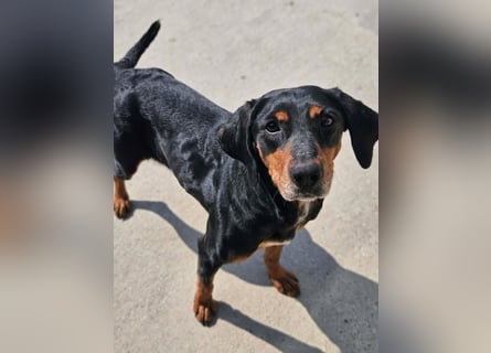 Calypso - lebensfrohe Kämpferin sucht ihr Zuhause!