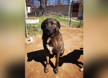 Wächter "Dar" - wartet seit 5 Jahren, erfolglos auf seine Menschen