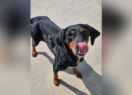 Calypso - lebensfrohe Kämpferin sucht ihr Zuhause!