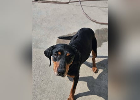 Calypso - lebensfrohe Kämpferin sucht ihr Zuhause!