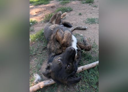 Wächter "Dar" - wartet seit 5 Jahren, erfolglos auf seine Menschen