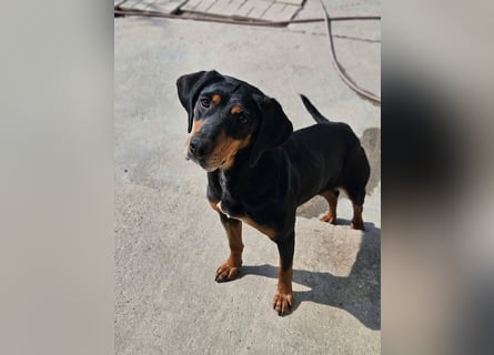 Calypso - lebensfrohe Kämpferin sucht ihr Zuhause!