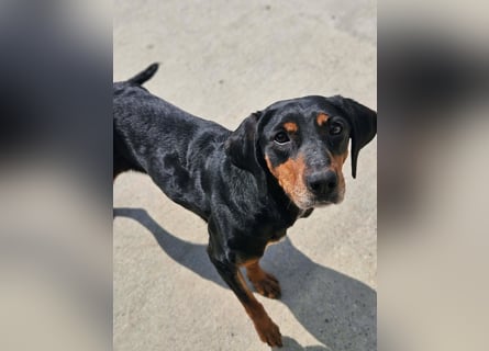 Calypso - lebensfrohe Kämpferin sucht ihr Zuhause!