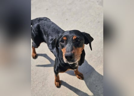 Calypso - lebensfrohe Kämpferin sucht ihr Zuhause!