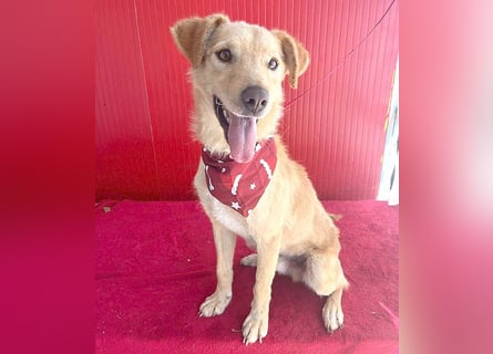 ❤️ liebenswerter FRENKI ging durch die Hölle - 2,5 Jahre, 42cm - Mischling