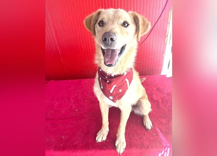 ❤️ liebenswerter FRENKI ging durch die Hölle - 2,5 Jahre, 42cm - Mischling