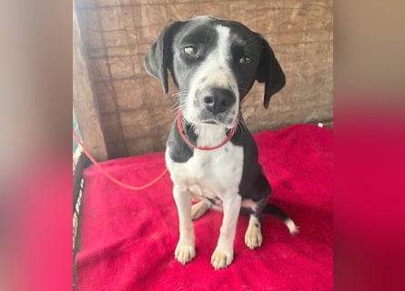 treue Hundeseele LUCY - 1 Jahr, 42cm/14kg - Mischling