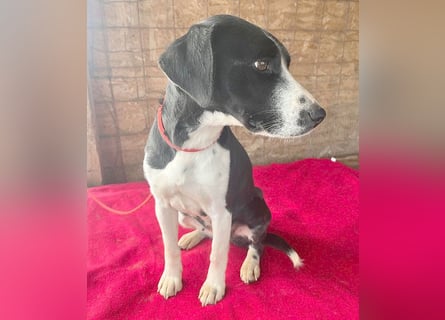 treue Hundeseele LUCY - 1 Jahr, 42cm/14kg - Mischling