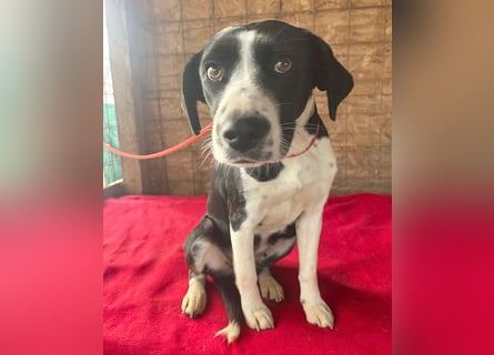 treue Hundeseele LUCY - 1 Jahr, 42cm/14kg - Mischling