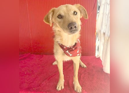 ❤️ liebenswerter FRENKI ging durch die Hölle - 2,5 Jahre, 42cm - Mischling