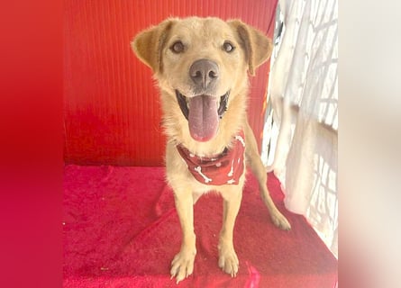 ❤️ liebenswerter FRENKI ging durch die Hölle - 2,5 Jahre, 42cm - Mischling