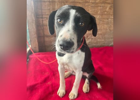 treue Hundeseele LUCY - 1 Jahr, 42cm/14kg - Mischling