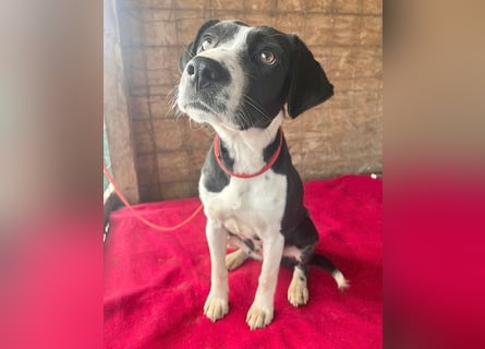 treue Hundeseele LUCY - 1 Jahr, 42cm/14kg - Mischling