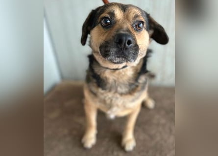 lieber Kuschelbär BANDI - 6,5 Jahre, 42cm/20kg - Mischling