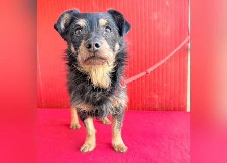 ❤️❤️❤️ süßer kleiner FRIDOLIN - 6 Jahre, 25cm/5kg - Mini-Mix