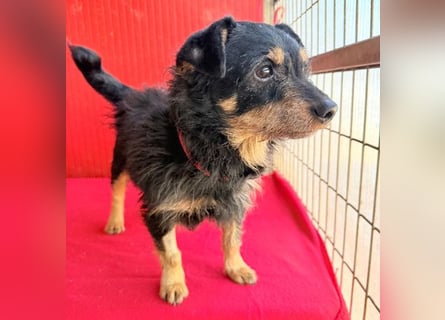 ❤️❤️❤️ süßer kleiner FRIDOLIN - 6 Jahre, 25cm/5kg - Mini-Mix