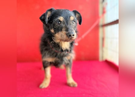 ❤️❤️❤️ süßer kleiner FRIDOLIN - 6 Jahre, 25cm/5kg - Mini-Mix