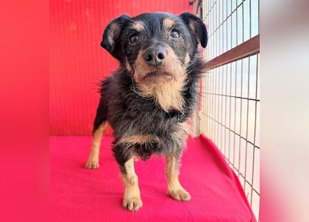 ❤️❤️❤️ süßer kleiner FRIDOLIN - 6 Jahre, 25cm/5kg - Mini-Mix