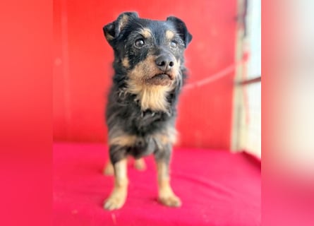 ❤️❤️❤️ süßer kleiner FRIDOLIN - 6 Jahre, 25cm/5kg - Mini-Mix