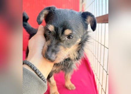 ❤️❤️❤️ süßer kleiner FRIDOLIN - 6 Jahre, 25cm/5kg - Mini-Mix