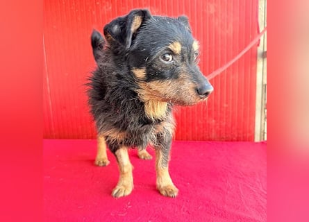 ❤️❤️❤️ süßer kleiner FRIDOLIN - 6 Jahre, 25cm/5kg - Mini-Mix