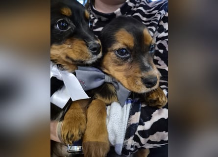 Wunderschöne Welpen