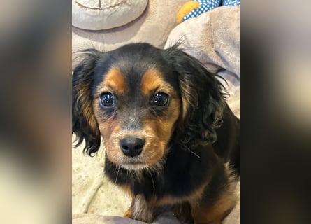 Wunderschöne Welpen