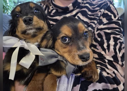 Wunderschöne Welpen