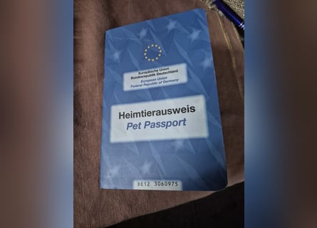 Wunderschöne Welpen