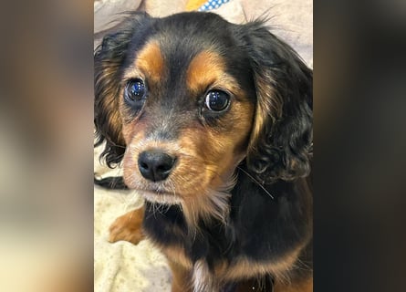 Wunderschöne Welpen