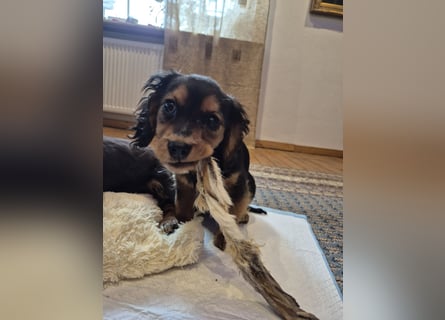 Wunderschöne Welpen