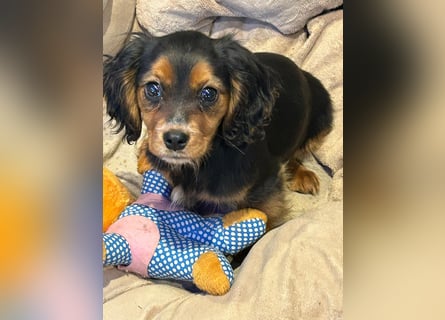 Wunderschöne Welpen